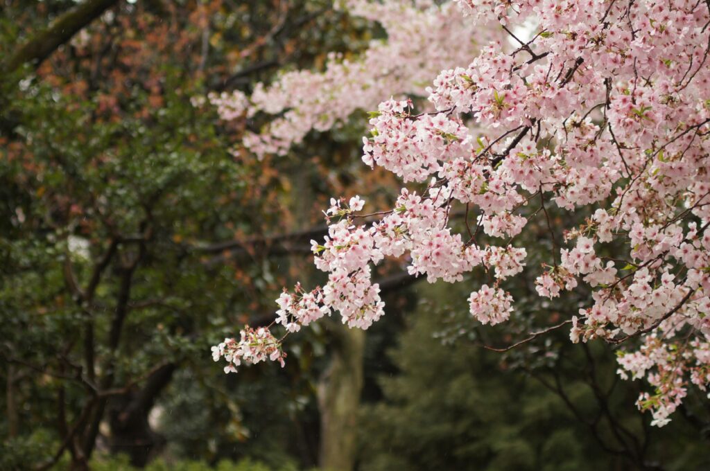When Do Cherry Blossoms Bloom in Japan